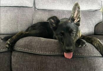Shepherd Dogs Available for Adoption in Clearwater, Florida - Rudy | PetCurious