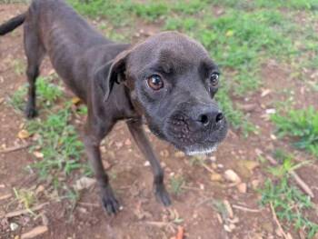 RAMBLER -  Pug and Mixed Breed Dog for Adoption in Athens, Alabama - RAMBLER | PetCurious