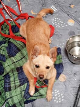 Chihuahua Dogs Available for Adoption in Albuquerque, New Mexico - Tina | PetCurious