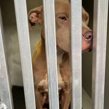 Motty -  Pit Bull Terrier Dog for Adoption in Greensboro, North Carolina - Motty | PetCurious