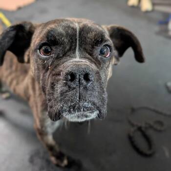 Gilbert -  Boxer Dog for Adoption in Enfield, New Hampshire - Gilbert | PetCurious