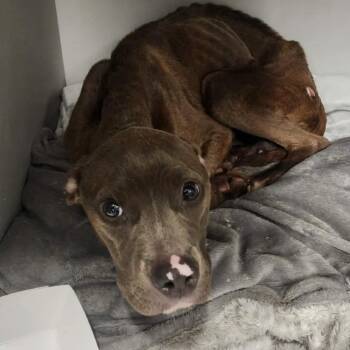 Soleil ( So-Lay) -  Terrier and Mixed Breed Dog for Adoption in Spring Hill, Kansas - Soleil ( So-Lay) | PetCurious