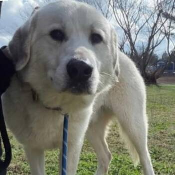 Great Pyrenees Dogs Available for Adoption - Bryce | PetCurious