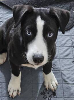 Rescue Mixed Breed Dogs for Adoption in Salisbury, Maryland - Raven | PetCurious