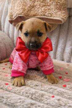 German Shepherd Dog and Shepherd Dogs Available for Adoption - Olivia Rae | PetCurious