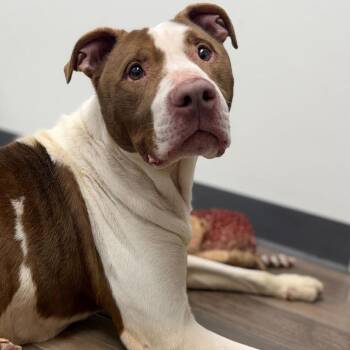 Pit Bull Terrier Dogs Available for Adoption in Dayton, Ohio - Zinger | PetCurious