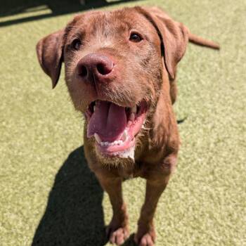Ruby Jane -  Labrador Retriever Dog for Adoption in Wenatchee, Washington - Ruby Jane | PetCurious