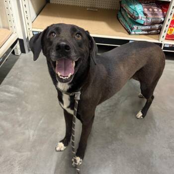 Apple -  Labrador Retriever and Mixed Breed Dog for Adoption in Wheeling, Illinois - Apple | PetCurious