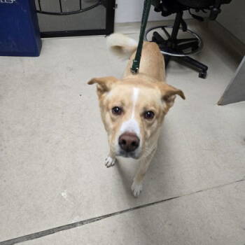 Rescue Retriever and Husky Dogs for Adoption in Oakland, California - Fozzie | PetCurious