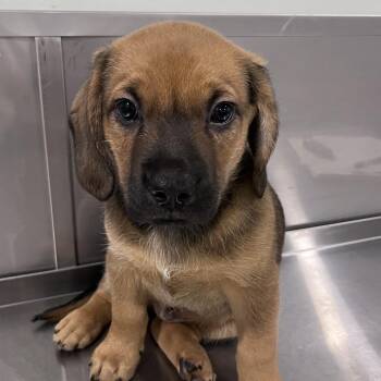 Labrador Retriever and Beagle Dogs Available for Adoption in Washburn, Missouri - Ace Hardware | PetCurious
