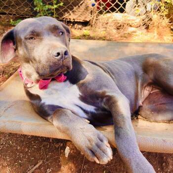 Rescue Pit Bull Terrier Dogs for Adoption in Dawsonville, Georgia - Baby Blue | PetCurious