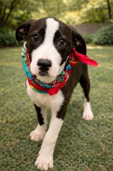 Black Mouth Cur Dogs Available for Adoption in Houston, Texas - Biscuit | PetCurious