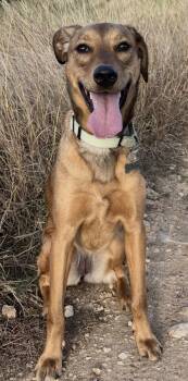 Rescue Mixed Breed Dogs for Adoption in San Antonio, Texas - Meredith Grey | PetCurious