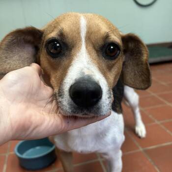 Violet -  Beagle and Mixed Breed Dog for Adoption in West Point, Mississippi - Violet | PetCurious