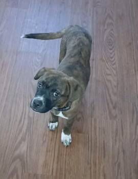 Pit Bull Terrier and Pembroke Welsh Corgi Dogs Available for Adoption - Kate | PetCurious