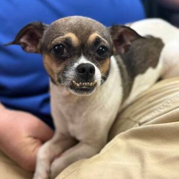 Mixed Breed Dogs Available for Adoption in Wantagh, New York - Gizmo | PetCurious