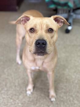 Onion Ring --Courtesy Post. Out of town pet. See below for detai -  Pit Bull Terrier Dog for Adoption in Eagle, Idaho - Onion Ring --Courtesy Post. Out Of Town Pet. See Below For Detai | PetCurious