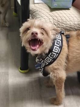Ace -  Terrier Dog for Adoption in Muskegon, Michigan - Ace | PetCurious