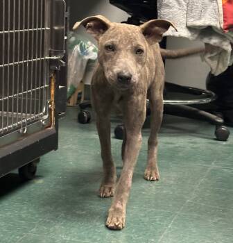 Rescue Mixed Breed Dogs for Adoption in Lake City, Arkansas - Smokestack | PetCurious