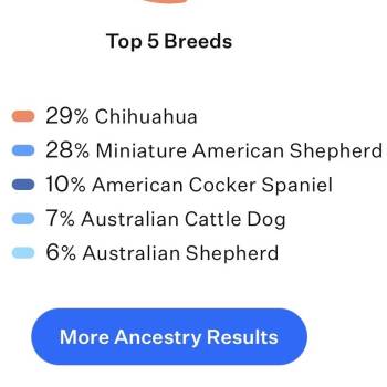 Rescue Chihuahua and Mixed Breed Dogs for Adoption in Orangevale, California - Roquefort (Roqa) | PetCurious