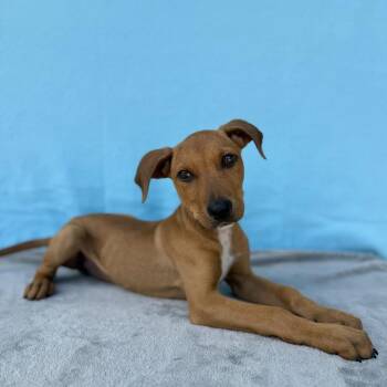Toetum -  Terrier and Hound Dog for Adoption in Carencro, Louisiana - Toetum | PetCurious