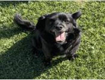 AAD New Arrival! Luna - 26135 -  Chihuahua Dog for Adoption in Armonk, New York - AAD New Arrival! Luna - 26135 | PetCurious