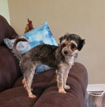 RUBY -  Shih Poo Dog for Adoption in Chicopee, Massachusetts - RUBY | PetCurious