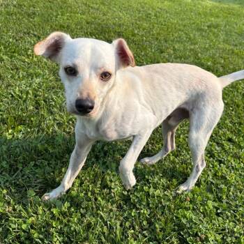 Melvin -  Terrier Dog for Adoption in Marshalltown, Iowa - Melvin | PetCurious