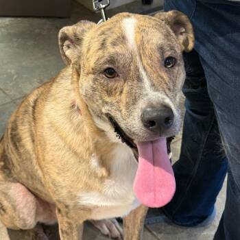 Boog -  Mixed Breed Dog for Adoption in Park City, Utah - Boog | PetCurious