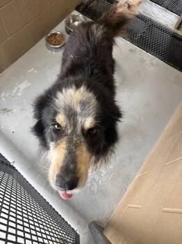 Great Pyrenees and Australian Shepherd Dogs Available for Adoption in Greenlawn, New York - Boone | PetCurious