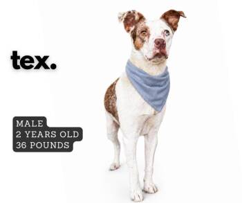Tex -  Mixed Breed Dog for Adoption in Ashland, Kentucky - Tex | PetCurious
