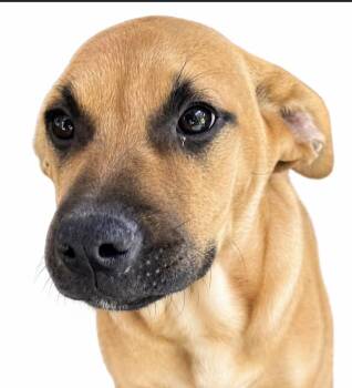 Boxer and Mastiff Dogs Available for Adoption in Watertown, Connecticut - Gloster | PetCurious
