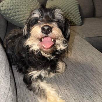 Schnauzer and Shih Tzu Dogs Available for Adoption - 2139 Theo | PetCurious
