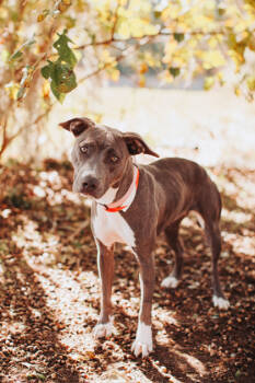 Rescue American Staffordshire Terrier and Mixed Breed Dogs for Adoption in North Charleston, South Carolina - 89108A Kepler | PetCurious