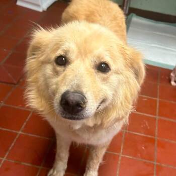 Foster Mrs. Turner -  Retriever Dog for Adoption in Oswego, Illinois - Foster Mrs. Turner | PetCurious