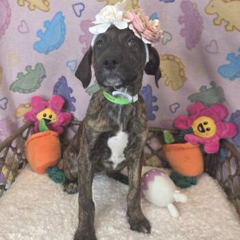Black Labrador Retriever Dogs Available for Adoption in Fort Wayne, Indiana - Daisy | PetCurious