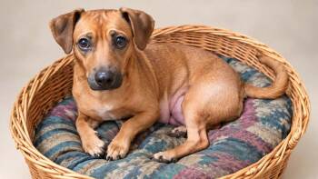 Maria -  Dachshund Dog for Adoption in Mesa, Arizona - Maria | PetCurious