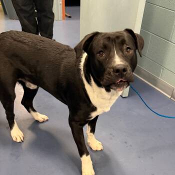 Rescue Mixed Breed Dogs for Adoption in Greensboro, North Carolina - Gatorade | PetCurious