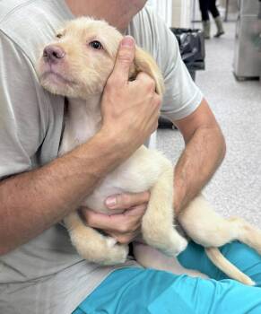 Cookie -  Goldendoodle and Labrador Retriever Dog for Adoption in Huntingtown, Maryland - Cookie | PetCurious