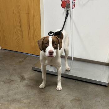 Mixed Breed Dogs Available for Adoption in Ottawa, Kansas - Spots | PetCurious