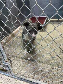 Pit Bull Terrier Dogs Available for Adoption - Saylor | PetCurious