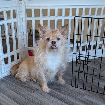 Bubble Tea -  Mixed Breed Dog for Adoption in Fredericksburg, Virginia - Bubble Tea | PetCurious