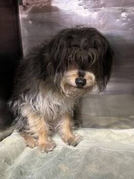 Puppy -  Schnauzer and Mixed Breed Dog for Adoption in El Paso, Texas - Puppy | PetCurious