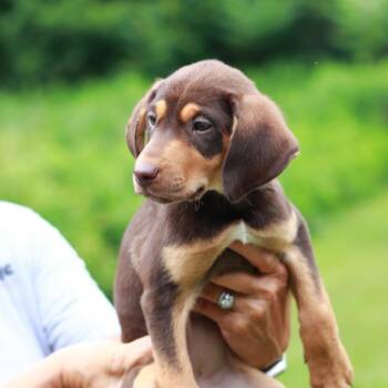 CT Baja Blast -  Pointer and Mixed Breed Dog for Adoption in Stormville, New York - CT Baja Blast | PetCurious