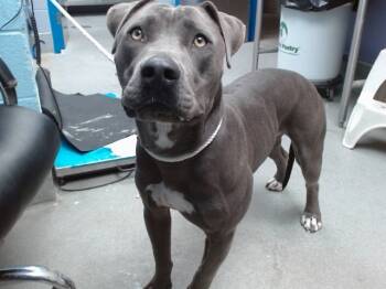 Rescue Pit Bull Terrier and Mixed Breed Dogs for Adoption in Albuquerque, New Mexico - ZEUS | PetCurious