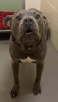 DOZER -  Pit Bull Terrier Dog for Adoption in Hagerstown, Maryland - DOZER | PetCurious