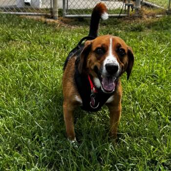 Roko -  Beagle Dog for Adoption in Gloucester, Virginia - Roko | PetCurious