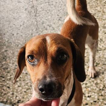 TOLLY (out of town) -  Dachshund Dog for Adoption in New York, New York - TOLLY (out Of Town) | PetCurious