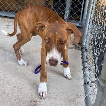 Allie -  Hound Dog for Adoption in Birmingham, Alabama - Allie | PetCurious