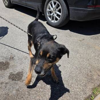 Loki -  Mixed Breed Dog for Adoption in Huntington, West Virginia - Loki | PetCurious